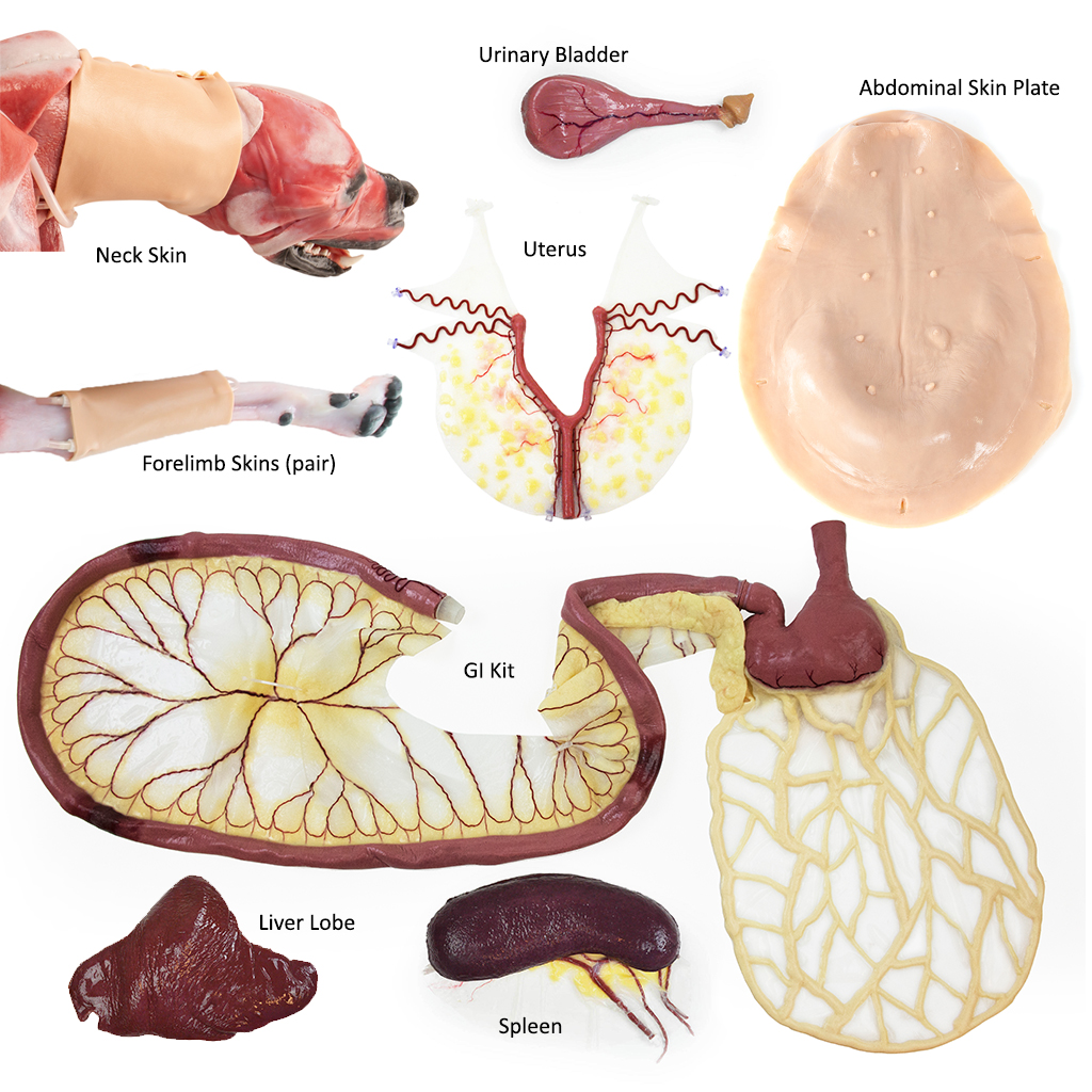 Canine Surgical Replacement Organ Pack